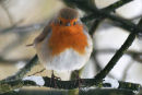 Robin with attitude